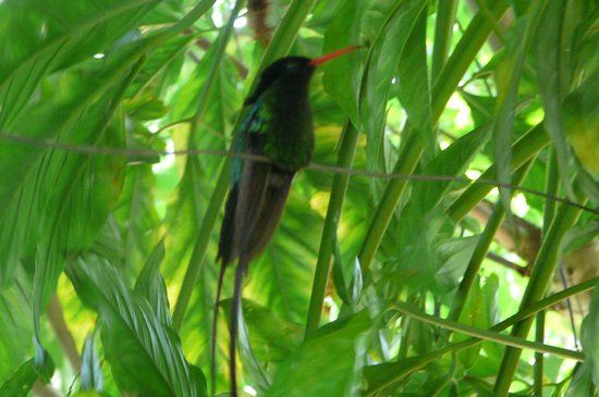 Rocklands Bird Sanctuary